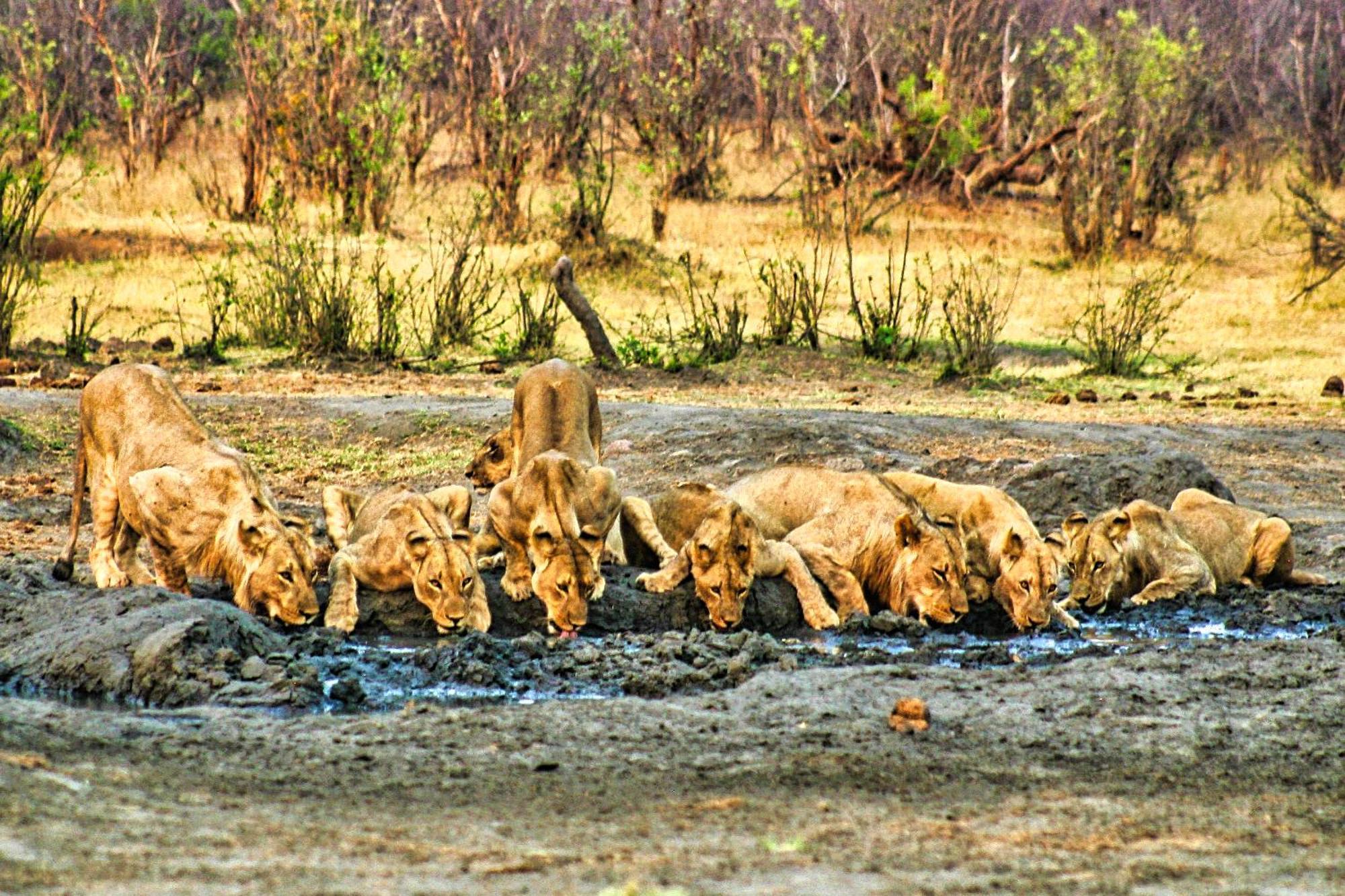 Room In Villa - Zambezi Family Lodge - Elephant Room Victoria Falls Dış mekan fotoğraf